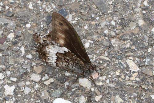 Hipparchia fagi